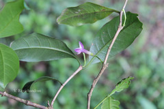 Saprosma ceylanicum